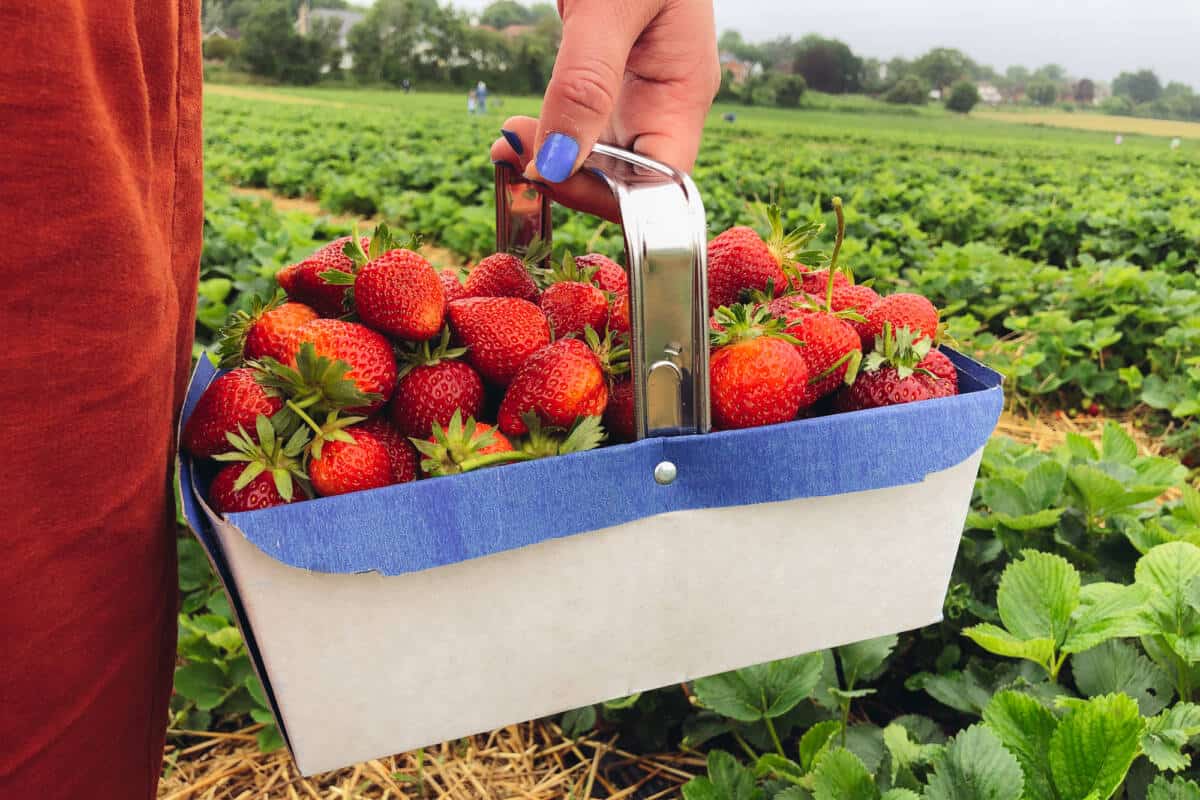 strawberry picking stanhill farm